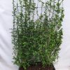 Chaenomeles japonica – Japanische Zierquitte – Fertighecke – 120 x 180 cm