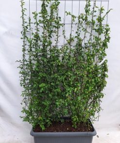 Chaenomeles japonica – Japanische Zierquitte – Fertighecke – 120 x 180 cm