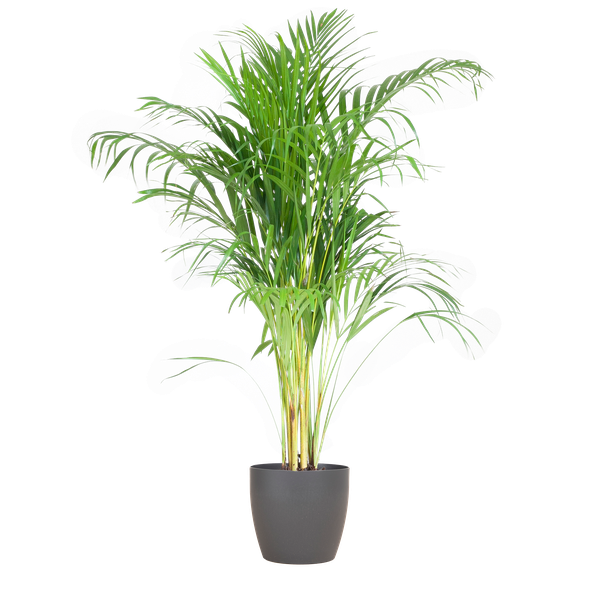 Areca Palm (Dypsis) mit Viber Grau – 100cm – Ø21