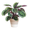 Calathea Medaillon mit weißem Lissabon-Korb – 65cm – Ø19