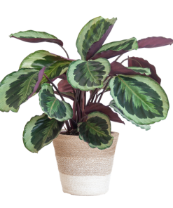 Calathea Medaillon mit weißem Lissabon-Korb – 65cm – Ø19