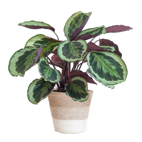 Calathea Medaillon mit weißem Lissabon-Korb – 65cm – Ø19