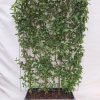 Cornus mas – Kornelkirsche – Fertighecke – 120 x 180 cm