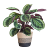 Calathea Medaillon mit Lissabon-Korb Schwarz – 65cm – Ø21