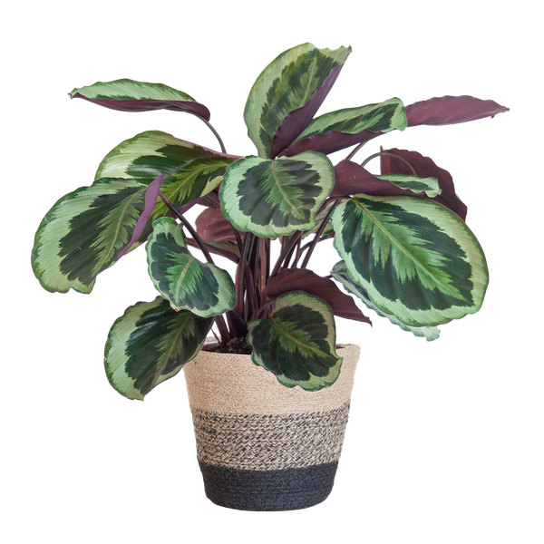 Calathea Medaillon mit Lissabon-Korb Schwarz – 65cm – Ø21