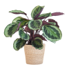 Calathea Medaillon mit Sofia-Korb natur – 65cm – Ø21