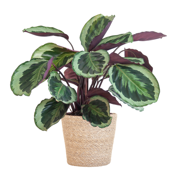 Calathea Medaillon mit Sofia-Korb natur – 65cm – Ø21