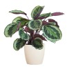 Calathea Medaillon mit Viber Weiß – 65cm – Ø21