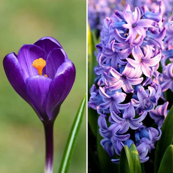 Flowerbulbs Amsterdam – Blau und Lila – 30 Blumenzwiebeln