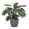 Calathea Medaillon mit Viber Grau- 65cm – Ø21