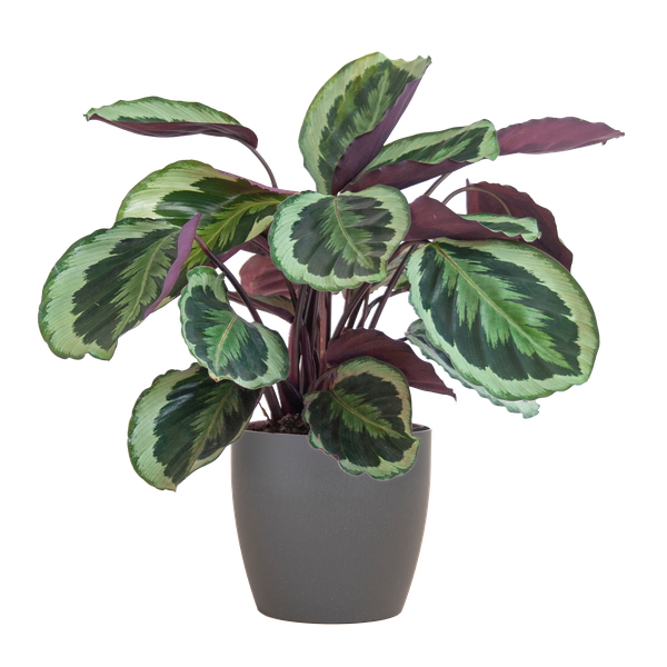 Calathea Medaillon mit Viber Grau- 65cm – Ø21