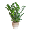 Zamioculcas Zamiifolia mit Pflanzkorb Lissabon weiß – 80cm – Ø21