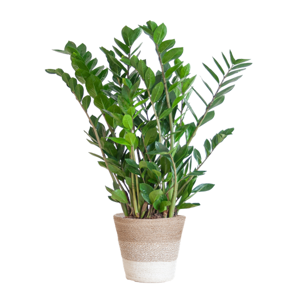 Zamioculcas Zamiifolia mit Pflanzkorb Lissabon weiß – 80cm – Ø21