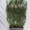 Cotoneaster lucidus – Zwergmispel – Fertighecke – 120 x 180 cm