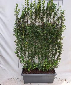 Cotoneaster lucidus – Zwergmispel – Fertighecke – 120 x 180 cm