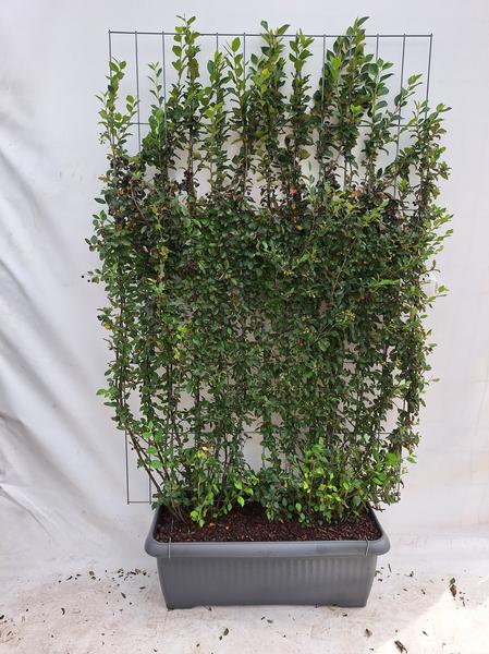 Cotoneaster lucidus – Zwergmispel – Fertighecke – 120 x 180 cm