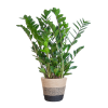 Zamioculcas Zamiifolia mit Pflanzkorb Lissabon Schwarz – 80cm – Ø21