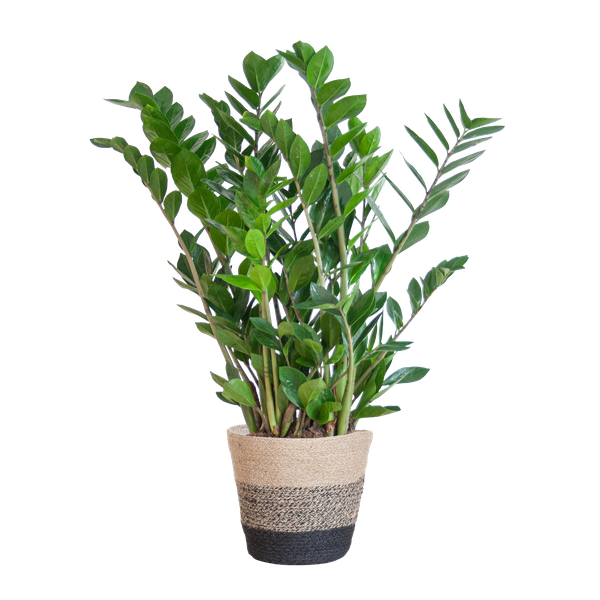 Zamioculcas Zamiifolia mit Pflanzkorb Lissabon Schwarz – 80cm – Ø21