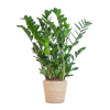 Zamioculcas Zamiifolia mit Sofia-Korb natur – 80cm – Ø21