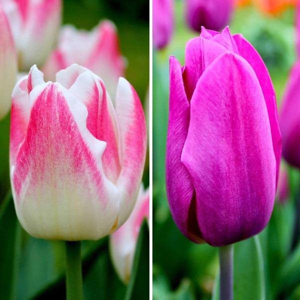 Flowerbulbs Amsterdam – Appie’s Best – 30 Blumenzwiebeln – Gr��e 12+