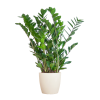 Zamioculcas Zamiifolia mit Viber Weiß – 80cm – Ø21