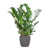 Zamioculcas Zamiifolia mit Viber Grau – 80cm – Ø21