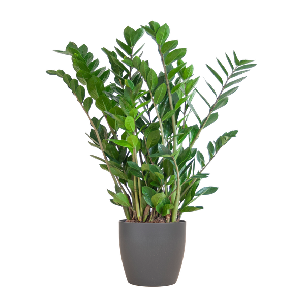 Zamioculcas Zamiifolia mit Viber Grau – 80cm – Ø21