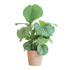 Calathea Orbifolia mit Sofia-Korb natur – 65cm – Ø21