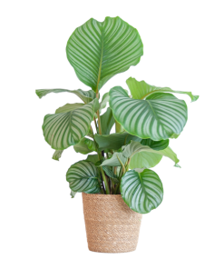 Calathea Orbifolia mit Sofia-Korb natur – 65cm – Ø21