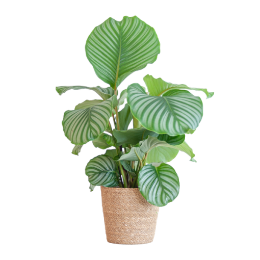 Calathea Orbifolia mit Sofia-Korb natur - 65cm - Ø21