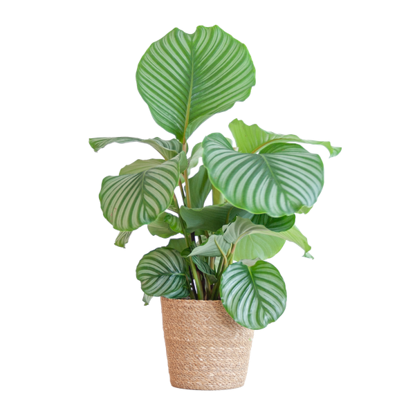 Calathea Orbifolia mit Sofia-Korb natur – 65cm – Ø21