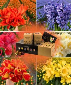 Flowerbulbs Amsterdam – Dutch Flower Mix – Luxusbox gro�, 75 Blumenzwiebeln f�r 2 m� Blumenpracht – Gr��e 12+