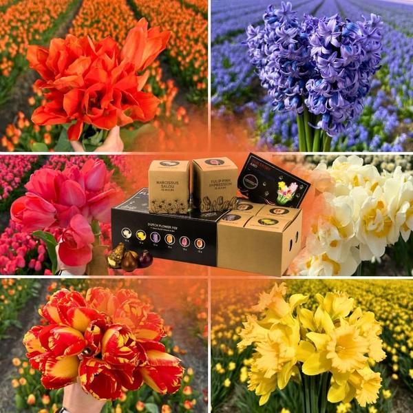 Flowerbulbs Amsterdam – Dutch Flower Mix – Luxusbox gro�, 75 Blumenzwiebeln f�r 2 m� Blumenpracht – Gr��e 12+