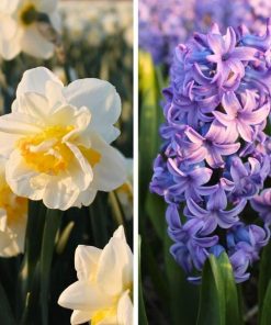 Flowerbulbs Amsterdam – Rob’s Favorites – 20 Blumenzwiebeln – Gr��e 12/14