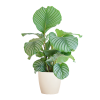 Calathea Orbifolia mit Viber Weiß – 65cm – Ø21