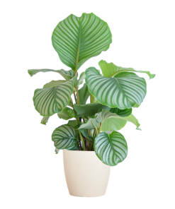 Calathea Orbifolia mit Viber Weiß – 65cm – Ø21