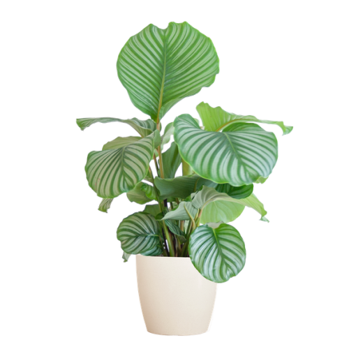 Calathea Orbifolia mit Viber Weiß - 65cm - Ø21