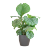 Calathea Orbifolia mit Viber grau – 65cm – Ø21