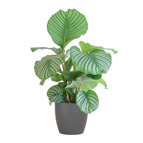 Calathea Orbifolia mit Viber grau – 65cm – Ø21