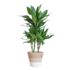 Dracaena Janet Lindt mit Pflanzkorb Lissabon weiß – 95cm – Ø21