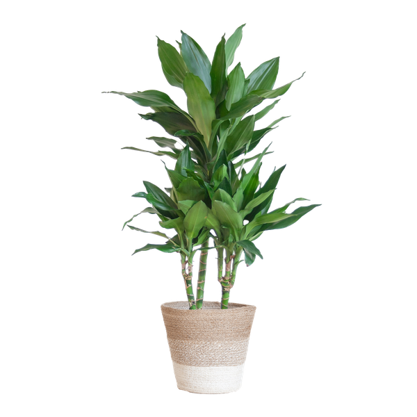 Dracaena Janet Lindt mit Pflanzkorb Lissabon weiß – 95cm – Ø21