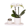 Kolibri Company | Pflanzenset Slow Living Small | Weiße Phalaenopsis Orchidee Lausanne und Sukkulente inkl. Keramik-Zierpflanztöpfe auf weißem organischen Tablett