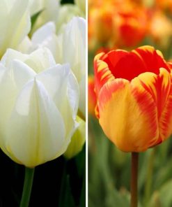 Flowerbulbs Amsterdam – Nadine’s Happiness – 30 Blumenzwiebeln – Gr��e 12+