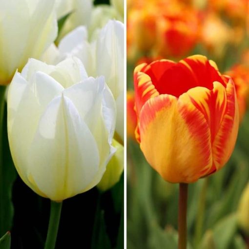 Flowerbulbs Amsterdam - Nadine's Happiness - 30 Blumenzwiebeln - Gr��e 12+