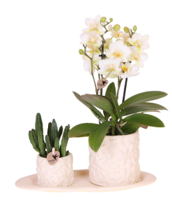 Kolibri Company | Pflanzenset Star Fish small | Weiße Phalaenopsis Orchidee Lausanne und Sukkulente inkl. Keramik-Ziertöpfe auf weißem organischen Tablett