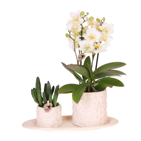 Kolibri Company | Pflanzenset Star Fish small | Weiße Phalaenopsis Orchidee Lausanne und Sukkulente inkl. Keramik-Ziertöpfe auf weißem organischen Tablett