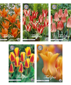 Tulipa – Blumenzwiebeln Mix (8) – 5 Spezies – 38 Blumenzwiebeln