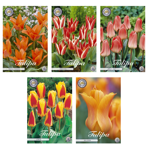 Tulipa – Blumenzwiebeln Mix (8) – 5 Spezies – 38 Blumenzwiebeln