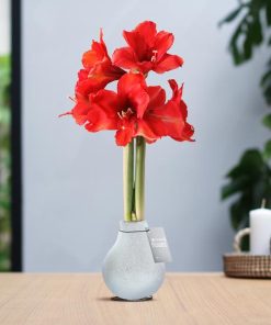 No Water Flowers® (wax amaryllis) | Glitterz® – White + Red flower