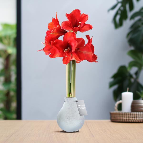 No Water Flowers® (wax amaryllis) | Glitterz® – White + Red flower